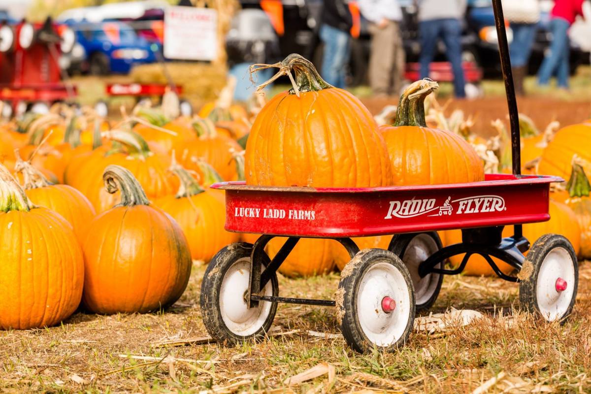 Lucky Ladd Farms